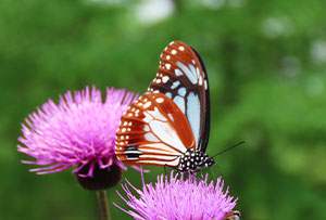 アウトドア ランチ