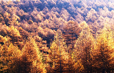 アウトドア キャンプ