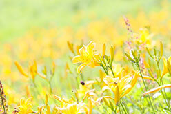 アウトドア ハイキング